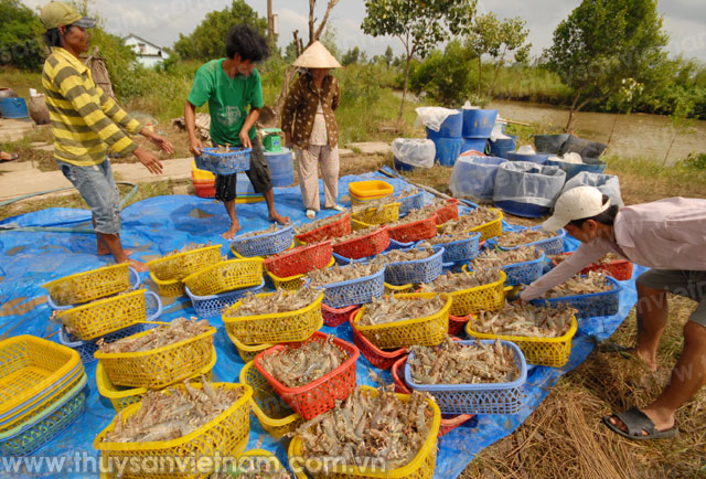 z300-Thuy-san-Viet-Nam2596-